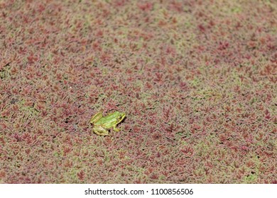 Frog Sits On Azolla Filiculoides