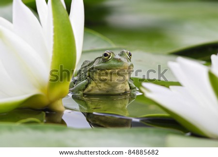 Frog sits on a green leaf among white lilies in a pond