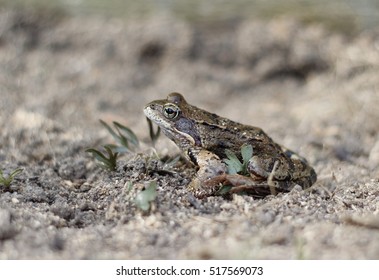 Frog Sits On The Ground