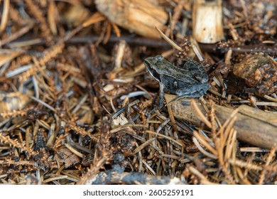 A frog sits on a small piece of wood on natural ground covered with pine needles