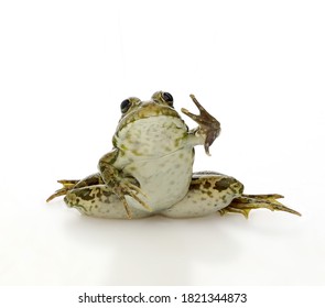 Frog Paw Images, Stock Photos & Vectors | Shutterstock