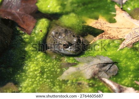 Frog Sitting in Algae Covered Pond Water