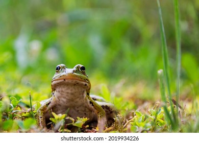 frog sitting in the grass, toad on the green grass, slippery cold frog in nature, warts on the skin.