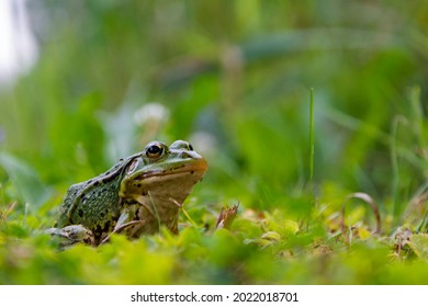 frog sitting in the grass, toad on the green grass, slippery cold frog in nature, warts on the skin.
