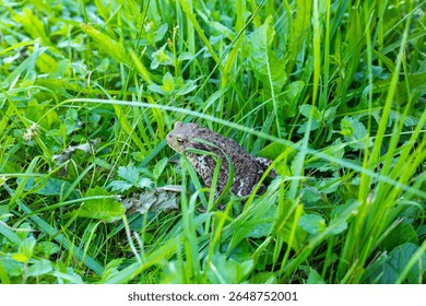 frog sitting on the grass.