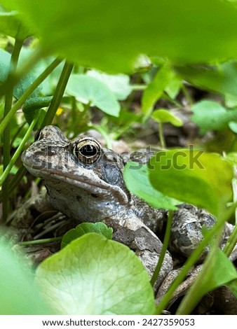 frog sitting on ground among grass in summer day