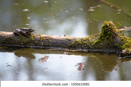 A Frog Sitting On A Log Floating In A Pond.