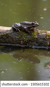 A Frog Sitting On A Log Floating In A Pond.