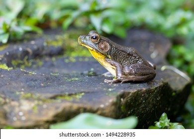 A Frog sitting on a rock in a garden pond surrounded by green leaves - Shutterstock ID 1494228935