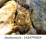 frog in the small mountain river