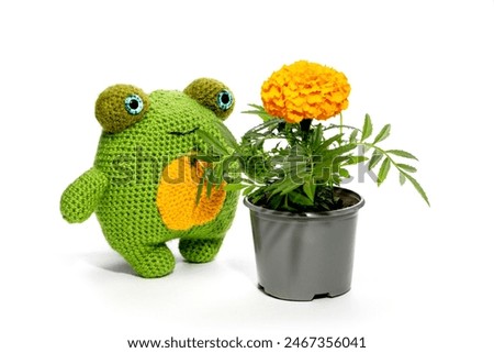 The frog is a soft knitted wool toy made of wool on a white background