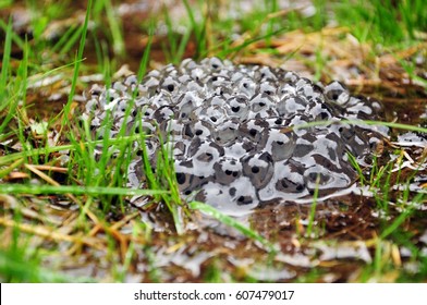 Frog Spawn