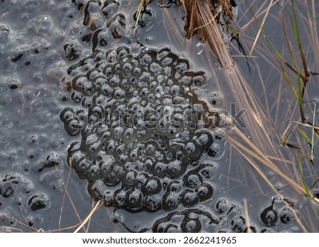 Frog spawn floating in springtime pond water closeup