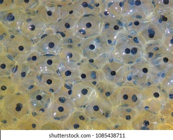 Frog Spawn In Water