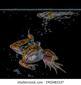 Frog Splashing Into Pond Water