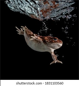 Frog Splashing In Water High Speed