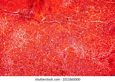 Frog Spleen Tissue Under Microscope 100 Stock Photo 1011865000 ...