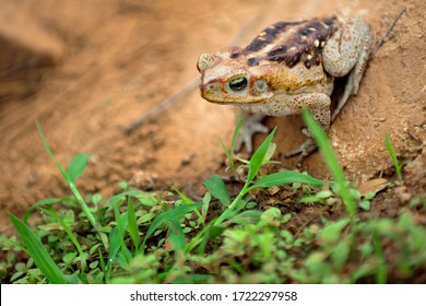 Frog Standing On Clay Cracked Ground. Cane Toad (Rhinella Diptycha), Specie Also Known As Cururu In Brazil And South America, Cope's, Schneider's Toad, Rococo Toad.