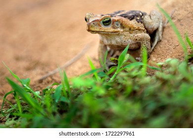 Frog Standing On Clay Cracked Ground. Cane Toad (Rhinella Diptycha), Specie Also Known As Cururu In Brazil And South America, Cope's, Schneider's Toad, Rococo Toad.