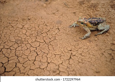 Frog Standing On Clay Cracked Ground. Cane Toad (Rhinella Diptycha), Specie Also Known As Cururu In Brazil And South America, Cope's, Schneider's Toad, Rococo Toad.