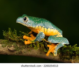 Frog Standing On A Tree Branch