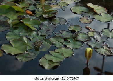 Frog Standing On Water Lilies In Water