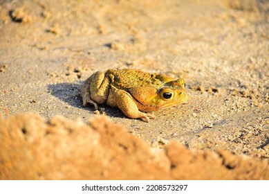 Frog Standing In The Sand Going To The Dam