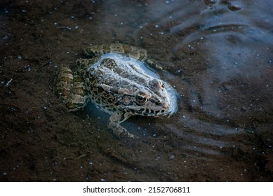 Frog Standing In Shallow Water