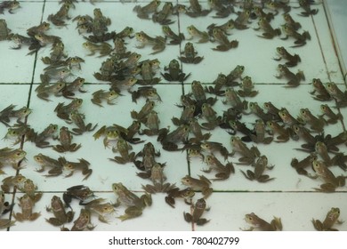 frog and frog step
frog life cycle