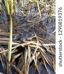 frog in the swamp