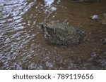 Frog in a swamp