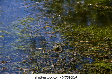 17,314 Swamp frog Images, Stock Photos & Vectors | Shutterstock