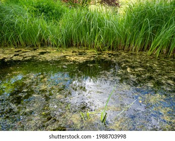 Frog In A Swamp By The Water