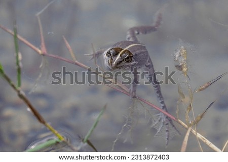 Frog swimming on the surface of a lake