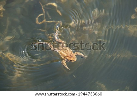 frog swimming in a pond at springtime