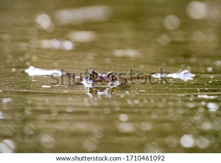 Frog swimming in the water