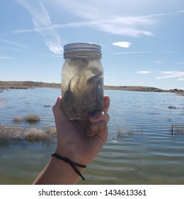 Frog Tad Poles In A Jar 