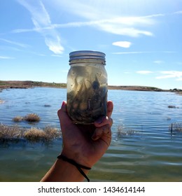 Frog Tadpoles Crowded In A Jar