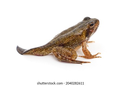 Frog with a tail isolated on a white background. - Shutterstock ID 2040282611