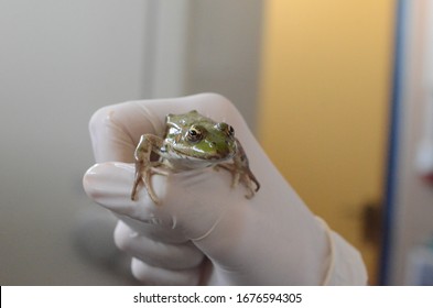 Frog Test Animal For Neurobiology And Medical Research