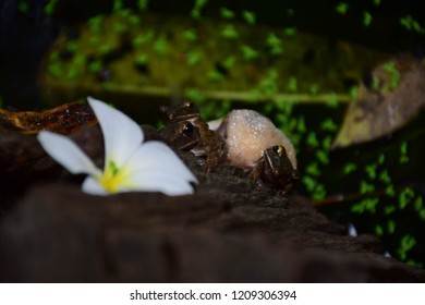 Frog Threein Swamps Stock Photo 1209306394 Shutterstock   Frog Threein Swamps 260nw 1209306394 