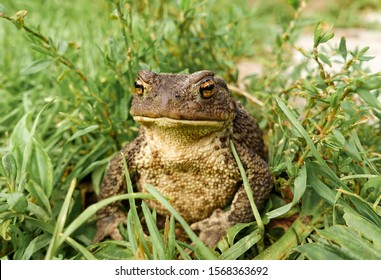 Frog - Toad In The Grass. Face portrait of large amphibian in the nature habitat