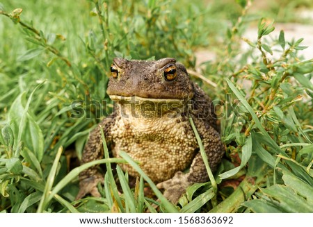 Frog - Toad In The Grass. Face portrait of large amphibian in the nature habitat