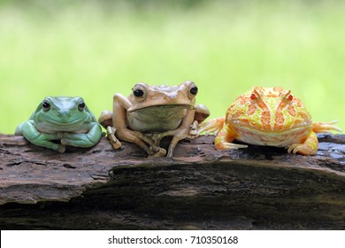 Frog, Tree Frog, Bestfriend Amphibian