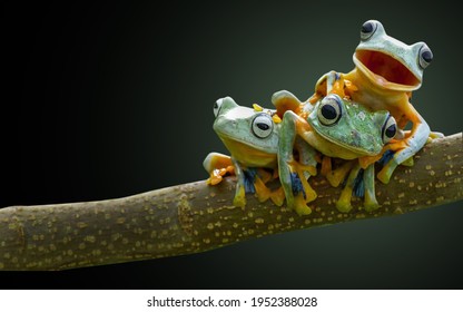Frog, tree frog, bestfriend amphibian black background