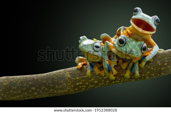 Frog,\
tree frog, bestfriend amphibian black\
background