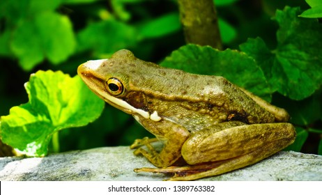 Frog, tree frog from east java, Indonesia.