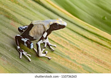 Frog In Tropical Amazon Rainforest, Poison Dart Frog, Exotic Animal Of Rain Forest In French Guyana,Suriname, And Brazil