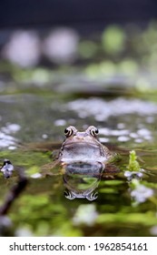 Frog In UK Pond Spring