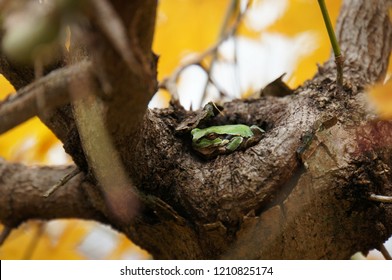 Frog Under Hibernation